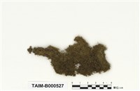 藏品(齒葉麻羽苔)的圖片